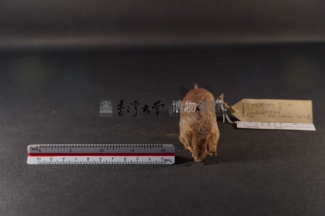 臭鼩藏品圖，第2張