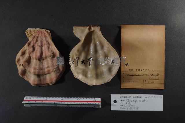 北海道海扇蛤藏品圖，第2張