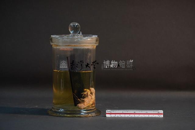 嚙齒類胎兒藏品圖，第2張