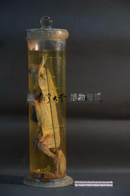 血液循環系統標本(兔) (解剖色素注射)藏品圖，第2張