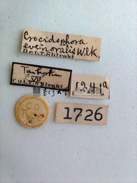 螟蛾藏品圖，第2張