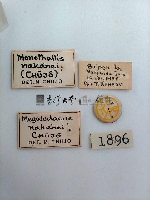 大蕈蟲藏品圖，第2張