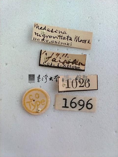 尺蛾藏品圖，第2張