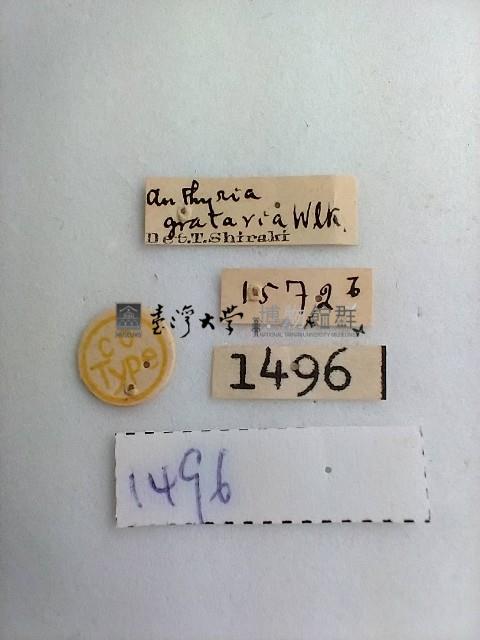 黃緣尖角波尺蛾藏品圖，第2張