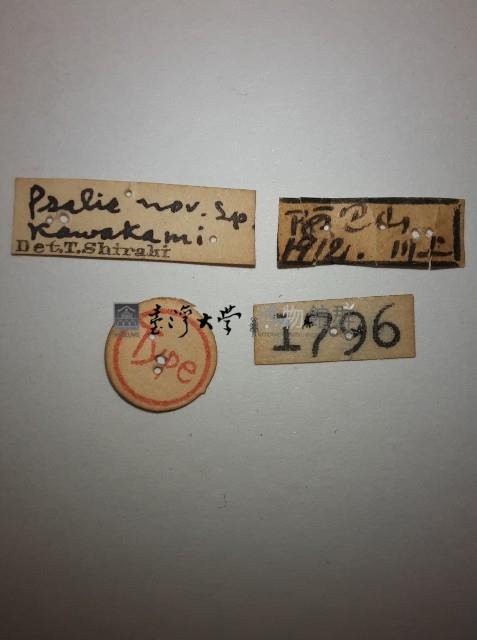 蠼螋藏品圖，第2張