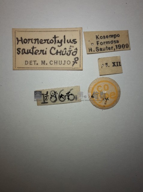大蕈蟲藏品圖，第2張