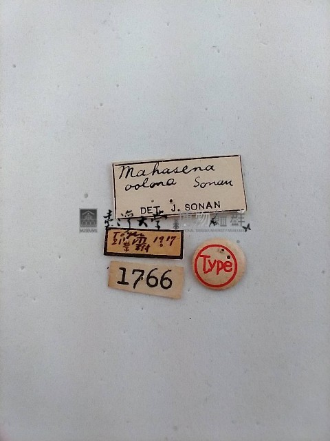 簑蛾藏品圖，第2張
