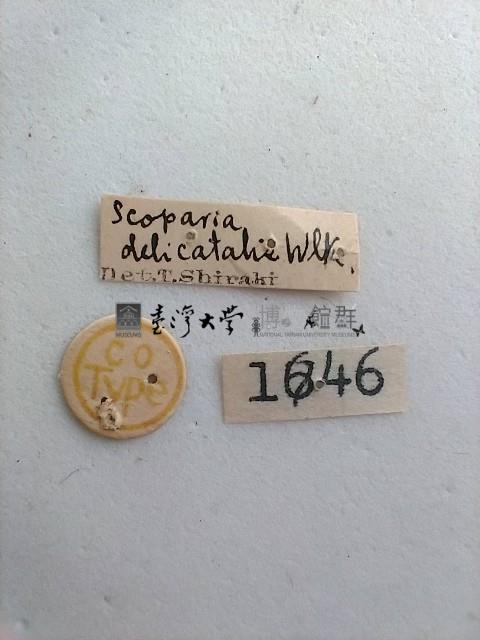 螟蛾藏品圖，第2張