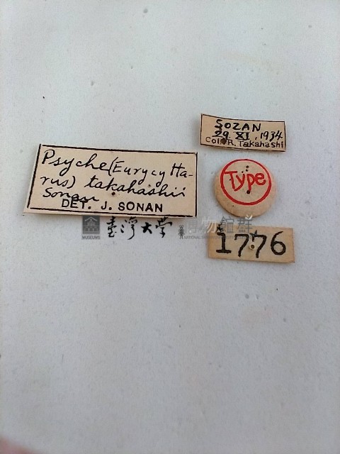 簑蛾藏品圖，第2張