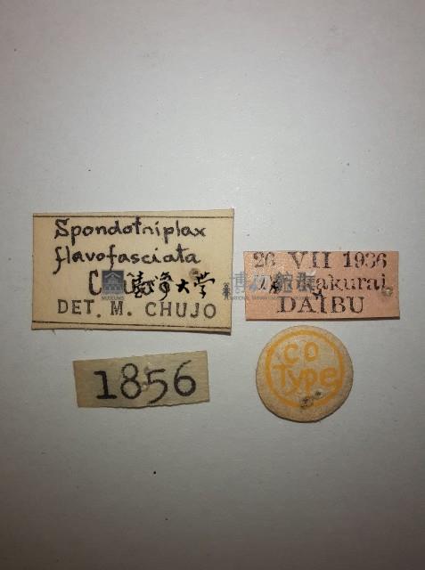 花甲藏品圖，第2張