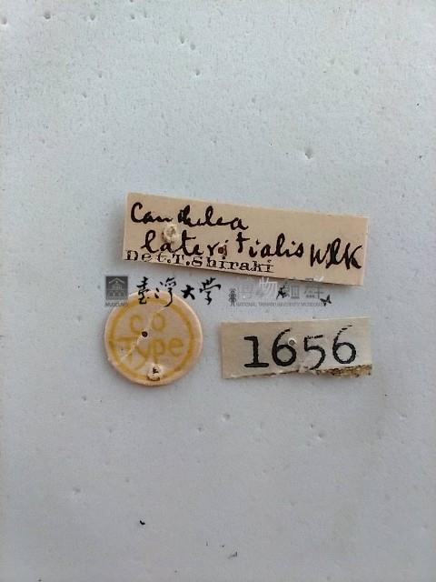 螟蛾藏品圖，第2張