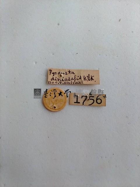 螟蛾藏品圖，第2張