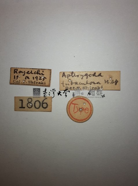 蠼螋藏品圖，第2張