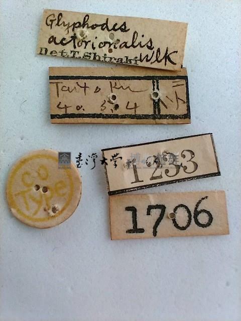 三斑絹野螟藏品圖，第2張