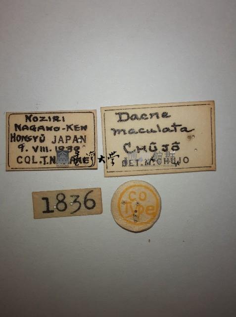 大蕈蟲藏品圖，第2張