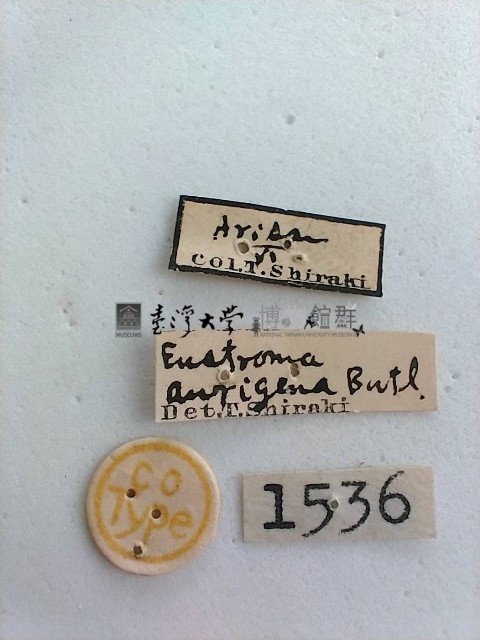 尺蛾藏品圖，第2張