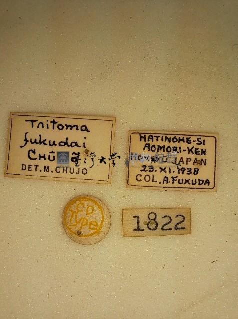 大蕈蟲藏品圖，第2張