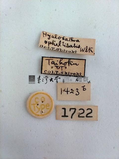 螟蛾藏品圖，第2張