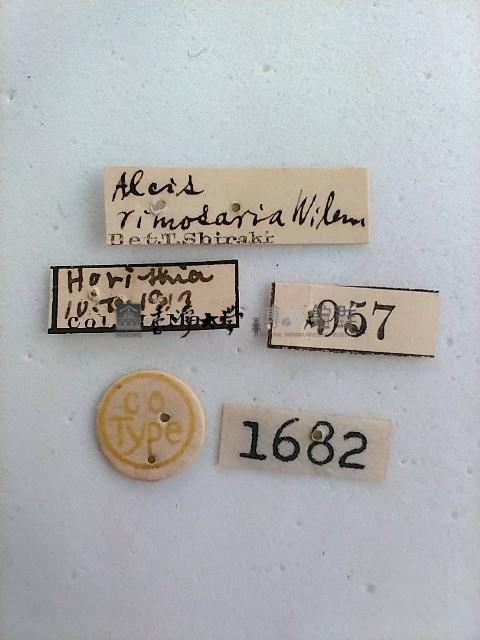 螟蛾藏品圖，第2張