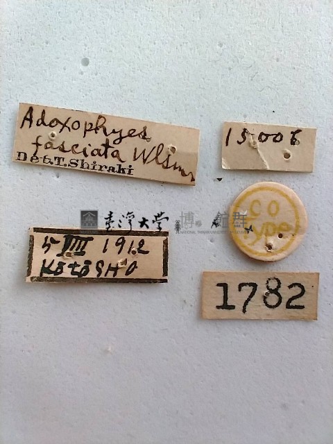 茶姫捲葉蛾藏品圖，第2張