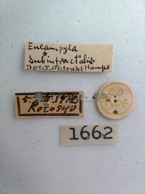 螟蛾藏品圖，第2張