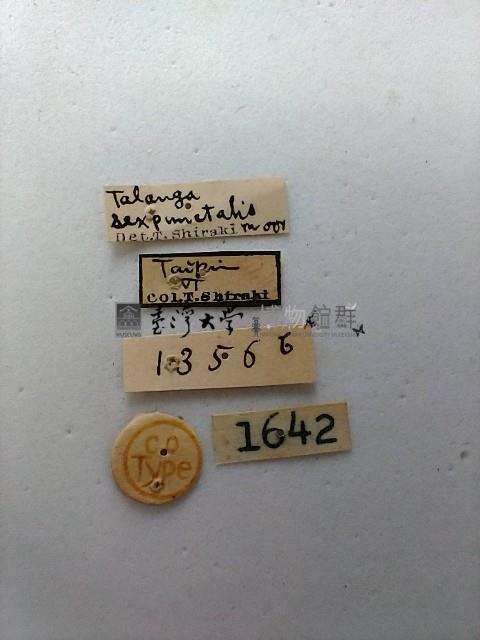 緗帶野螟蛾藏品圖，第2張