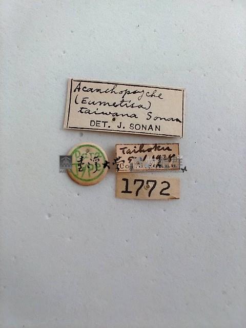 白腳小避債蛾藏品圖，第2張