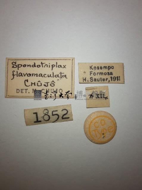 花甲藏品圖，第2張