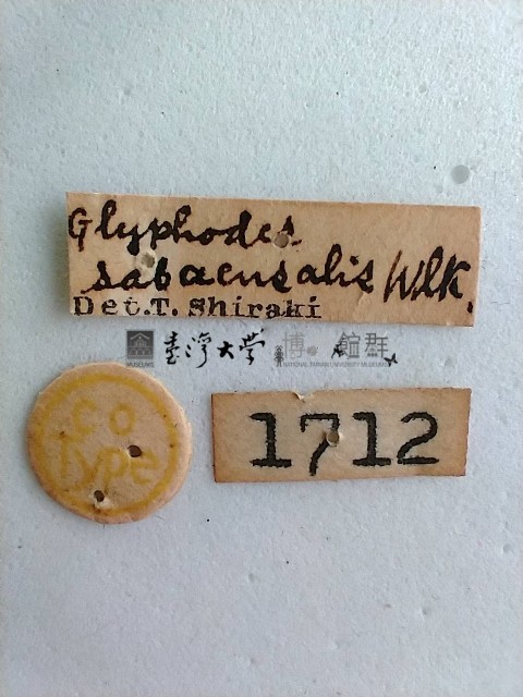 螟蛾藏品圖，第2張
