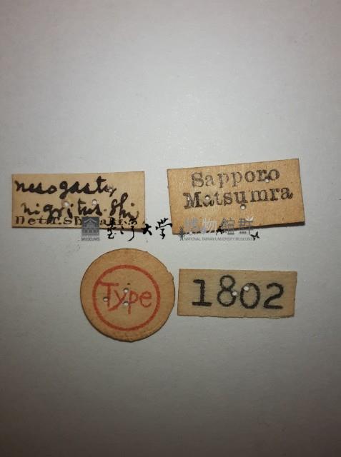 蠼螋藏品圖，第2張