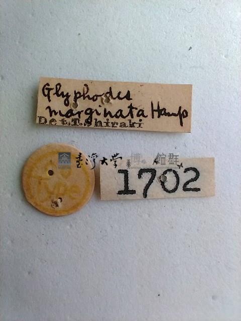 螟蛾藏品圖，第2張