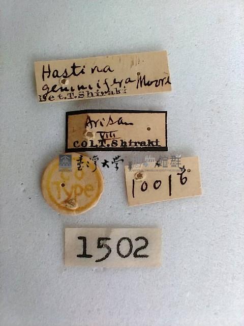 尺蛾藏品圖，第2張