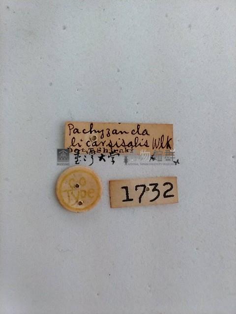 螟蛾藏品圖，第2張