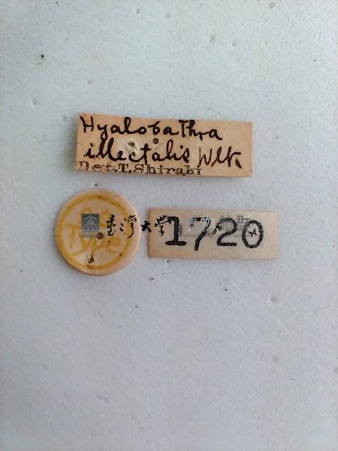 依希長距野螟蛾藏品圖，第2張