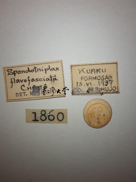 花甲藏品圖，第2張