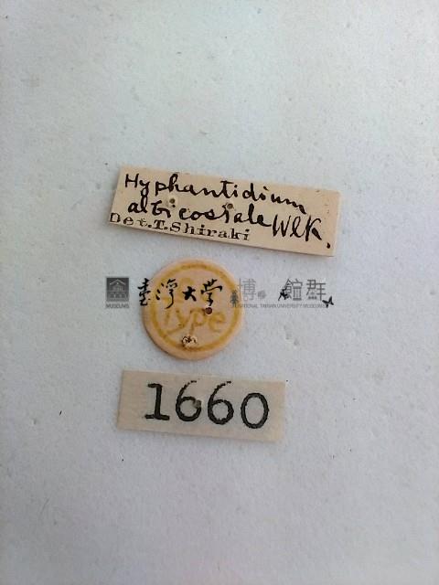 螟蛾藏品圖，第2張