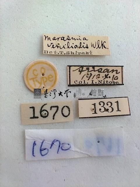 螟蛾藏品圖，第2張