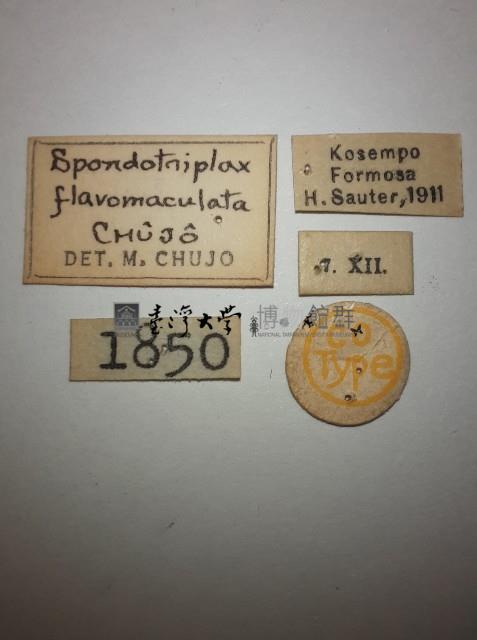 花甲藏品圖，第2張