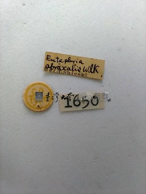 螟蛾藏品圖，第2張