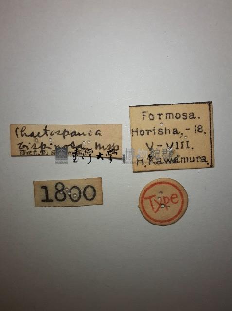 雙棘小蠼螋藏品圖，第2張