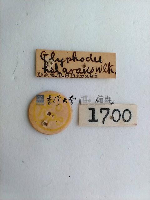 螟蛾藏品圖，第2張