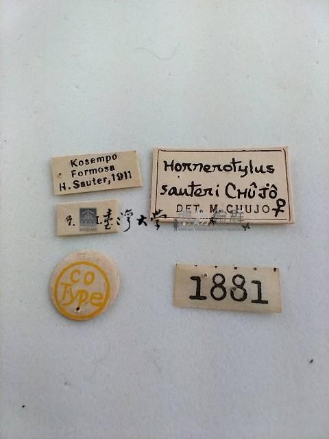 大蕈蟲藏品圖，第2張