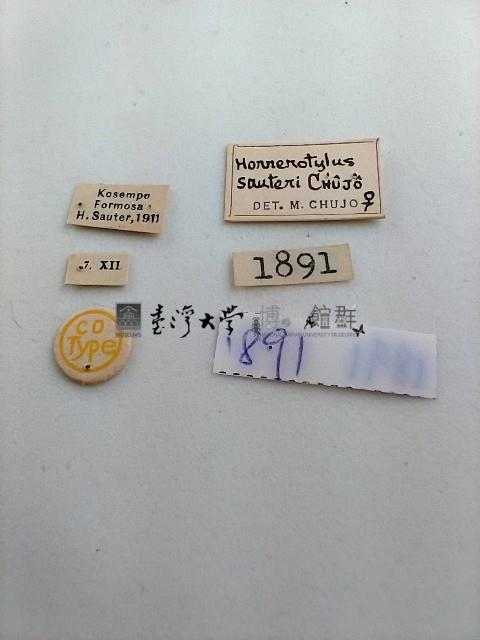 大蕈蟲藏品圖，第2張