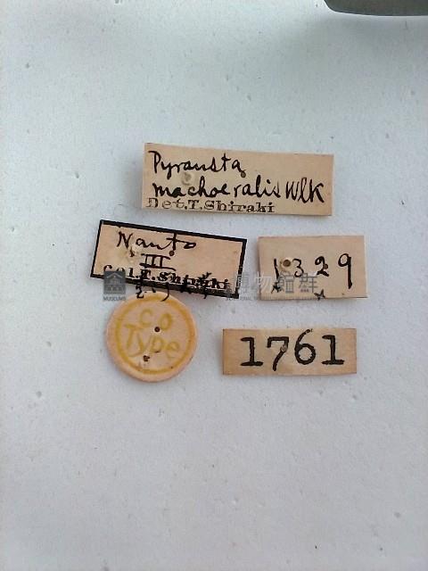 螟蛾藏品圖，第2張