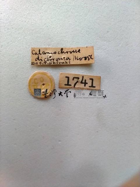 螟蛾藏品圖，第2張