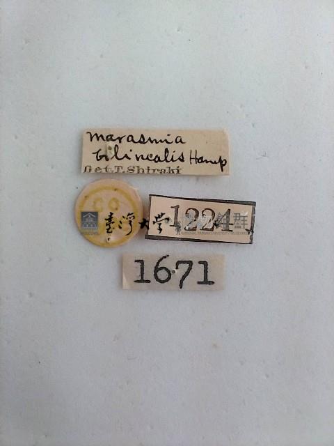 螟蛾藏品圖，第2張