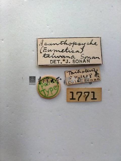 白腳小避債蛾藏品圖，第2張