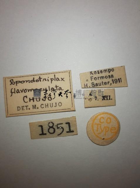 花甲藏品圖，第2張