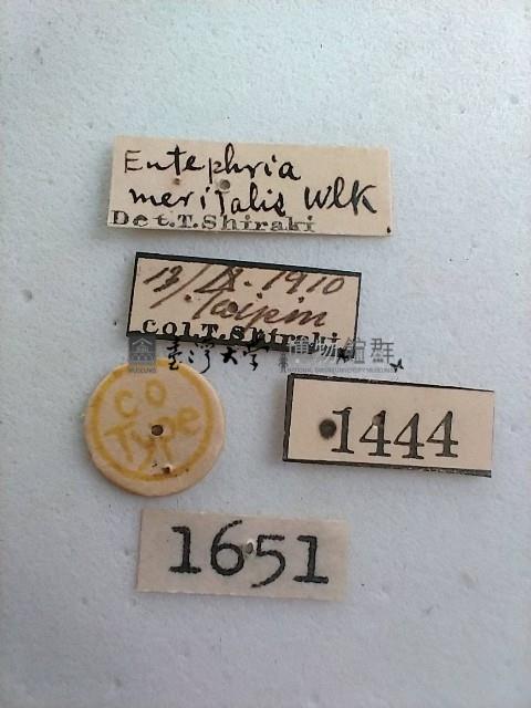 螟蛾藏品圖，第2張