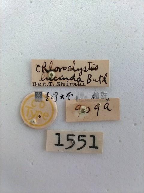 尺蛾藏品圖，第2張